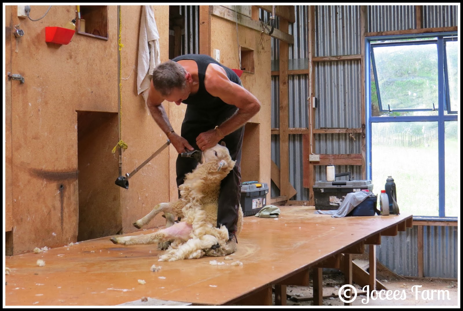 Jocees Farm Shearing the Lambs.