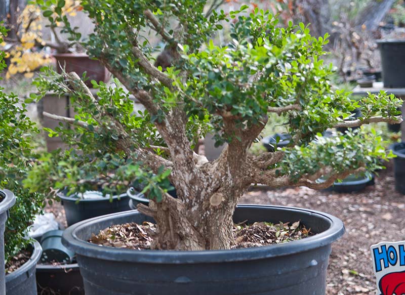 Walter's Travelogues Central Texas Bonsai Exhibit