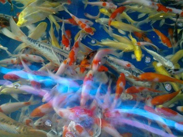 Denni Aristiawan L21110001 Cara Memelihara Ikan Hias Air Tawar