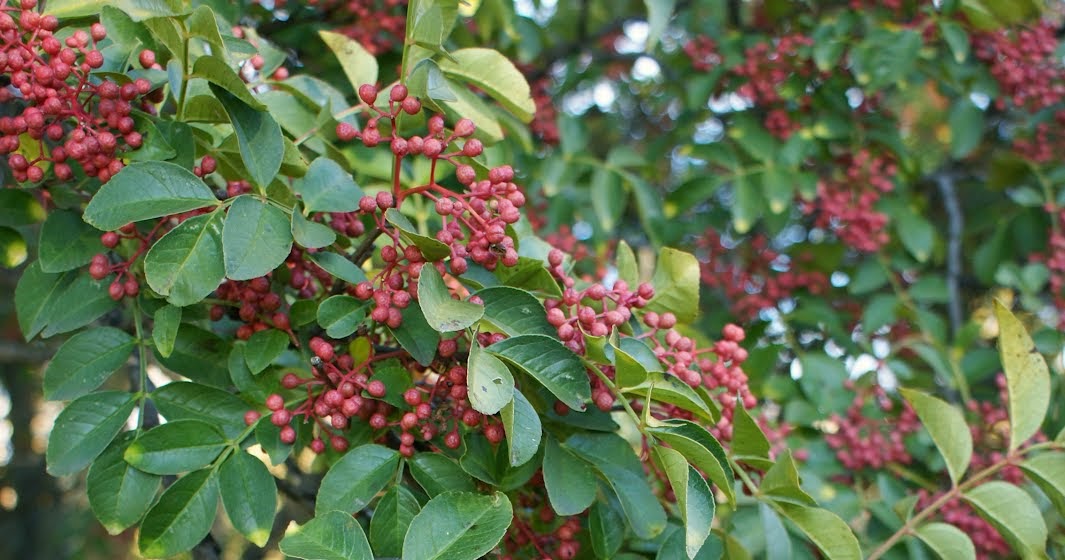 Life Between The Flowers