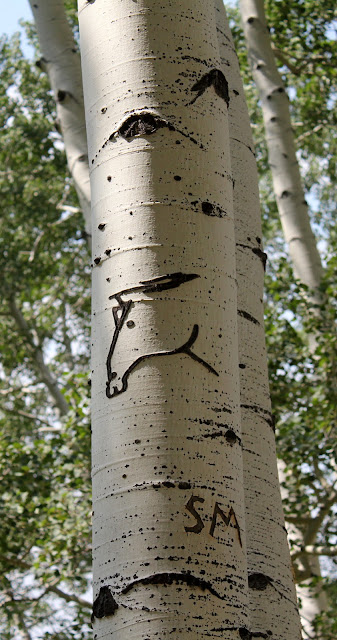 Aspen tree carving