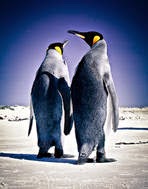 Google penguin algorithm