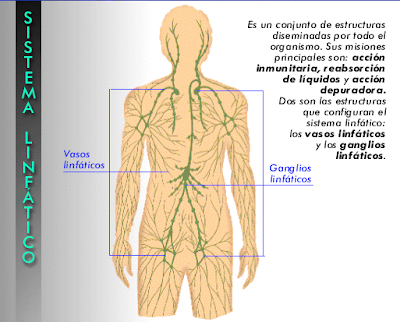 Sistema linfatico