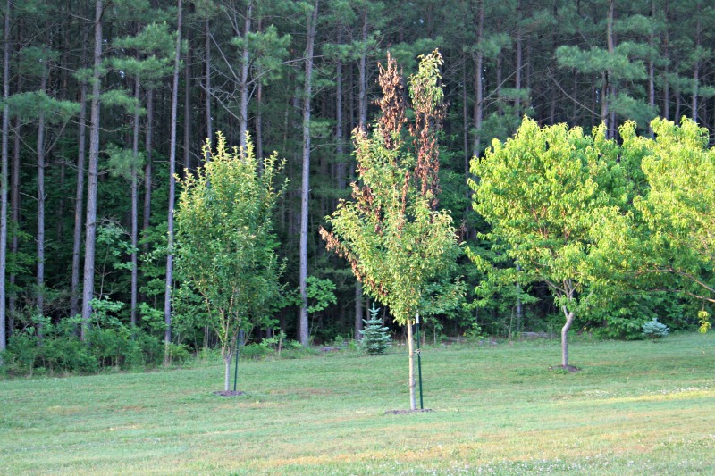 Gardening in the Heart of Virginia Fire Blight in Pear Trees