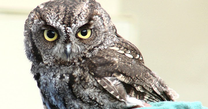 riffing screech owls riffing screech owls
