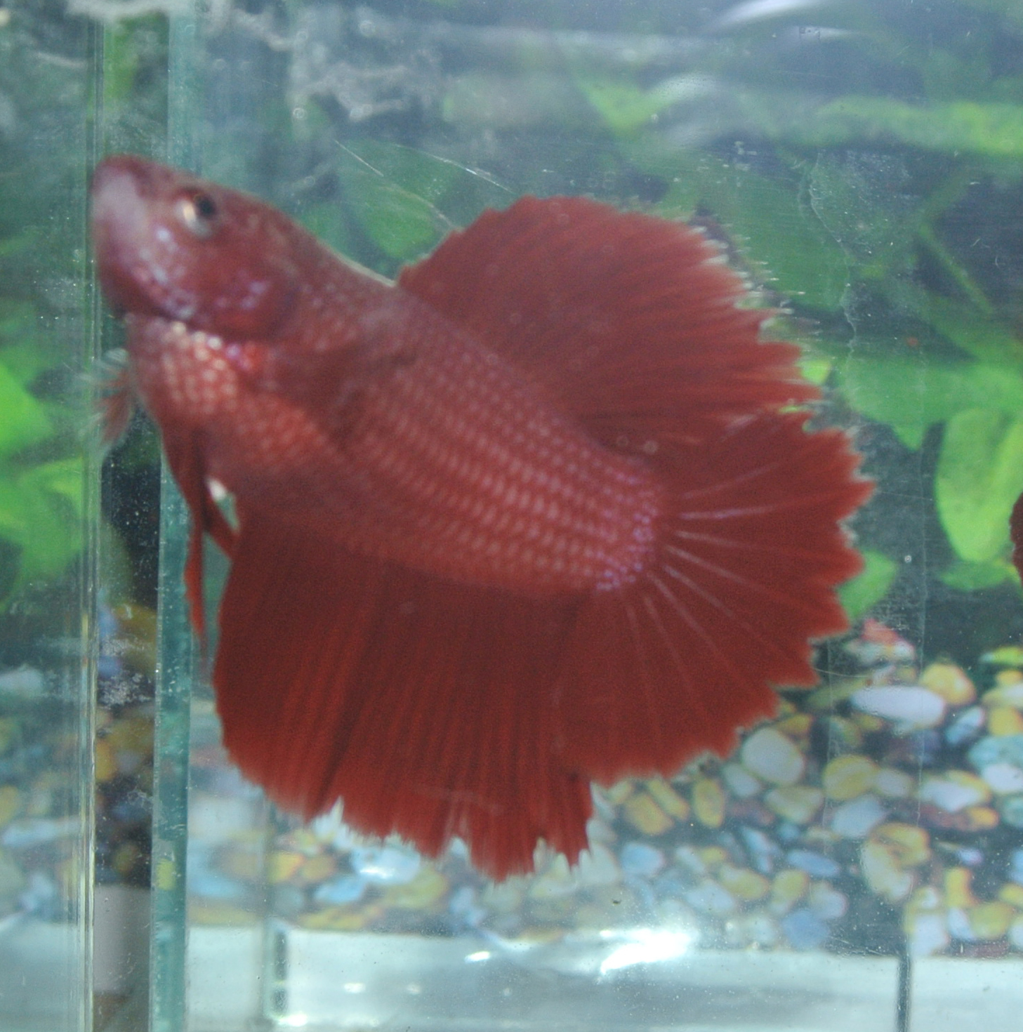 Betta Fish Red