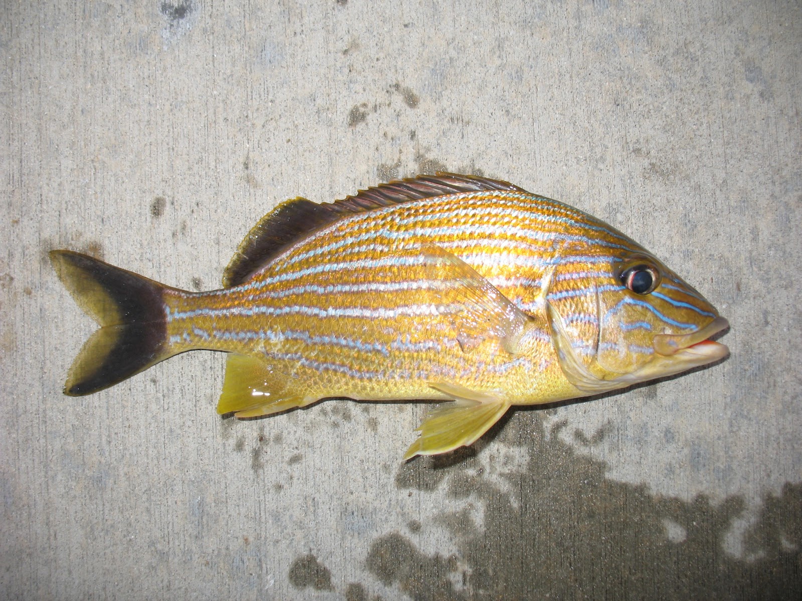 MuskieBait Adventures 2012 Florida Road Trip (Day 7)