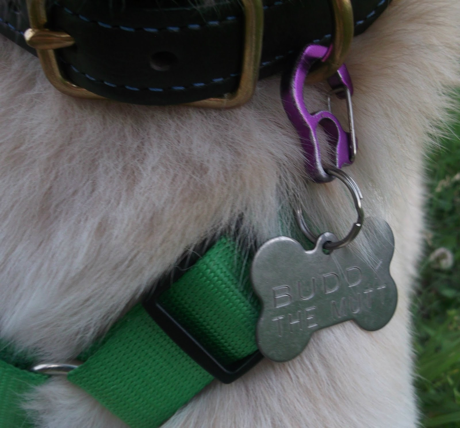 Buddy the Mutt Boomerang Pet Tags Review