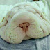 "Shar Pei" Dog breed