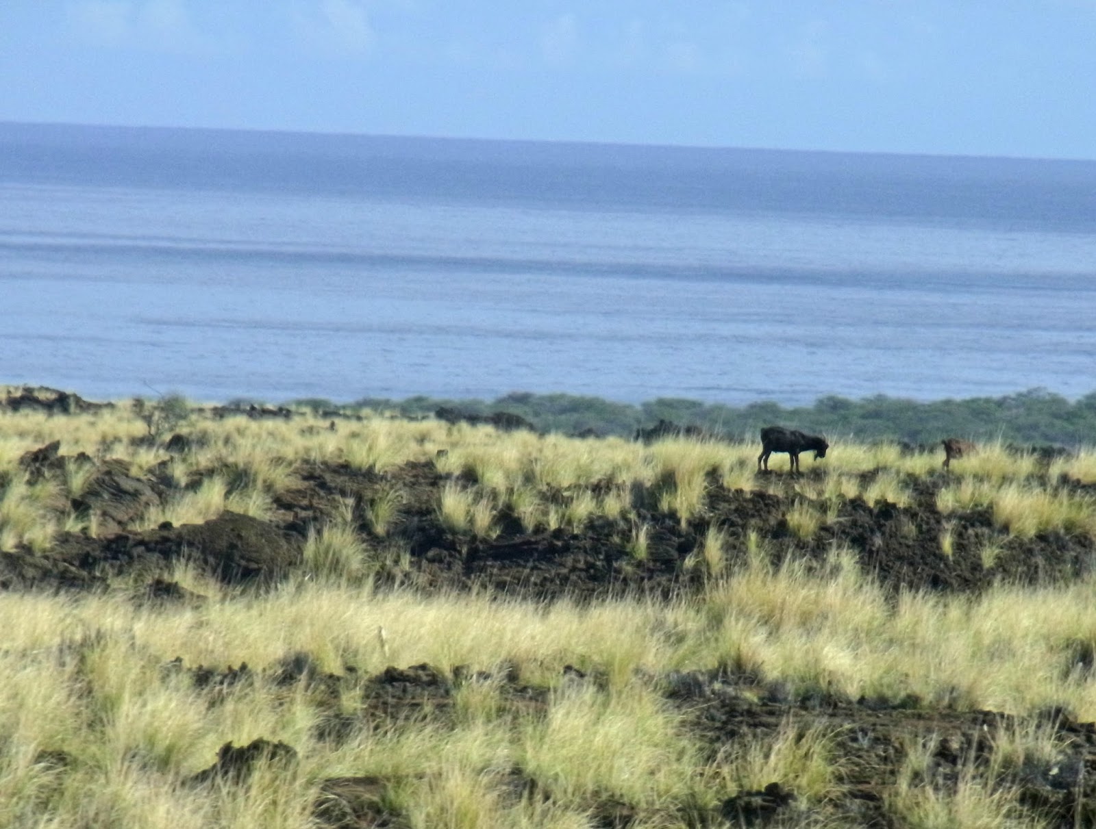 Casual Japanese Bystander Wild Goats on Hawaii Island