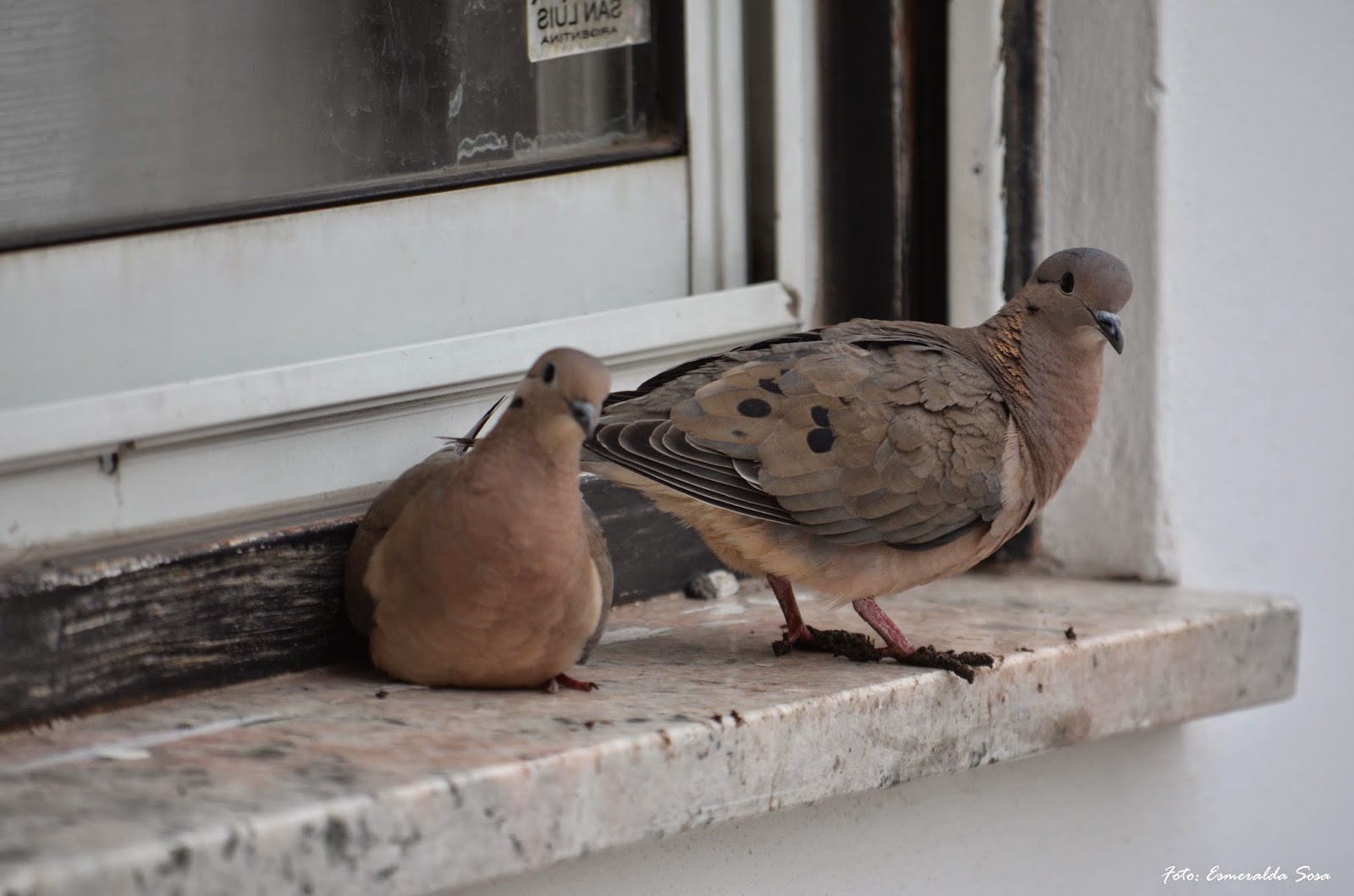 esplaobs Zenaida auriculata