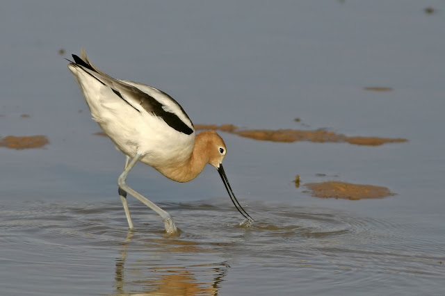 nature s archive blog american avocet nature s archive blog american avocet