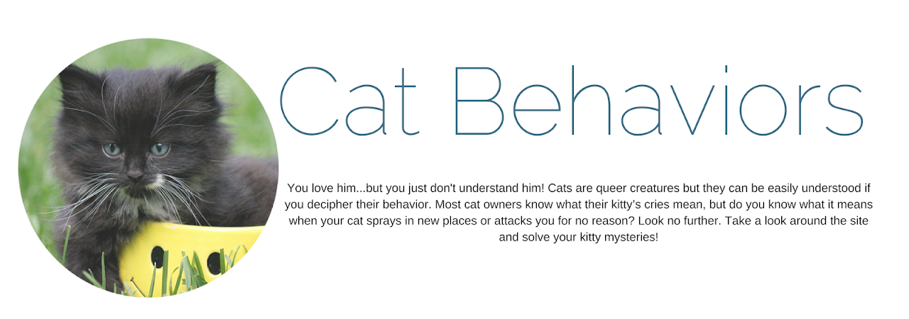 Cat Behaviors