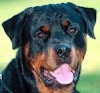 Rottweiller