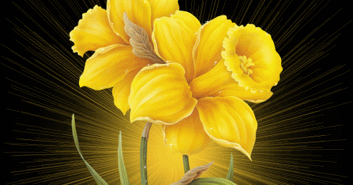 Indian And Paki Wallpapers: Latest Natural Beautiful Flowers Wapppaper