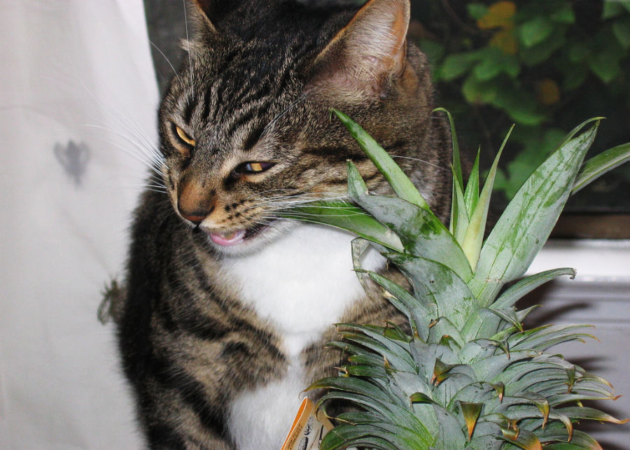 Hawaiian Time Machine Things Cats Do With Pineapples