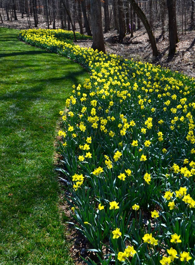Daffodil Festival at Gibbs Gardens