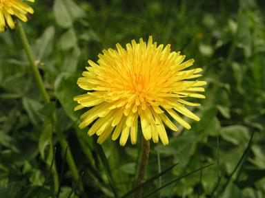 Natural Diuretic Vegetables