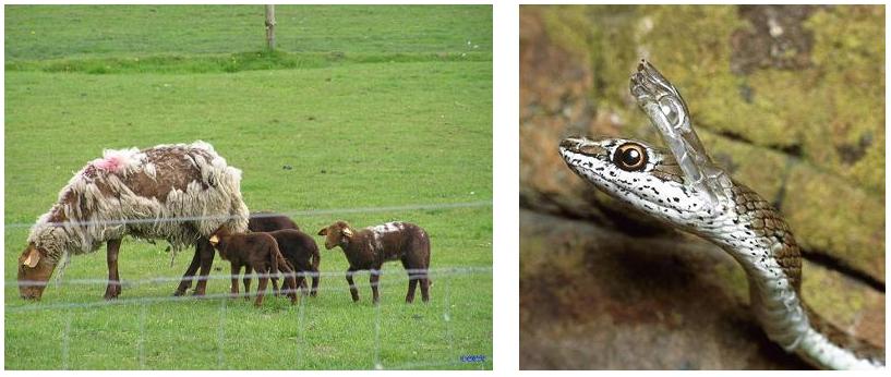 quels sont les animaux qui muent