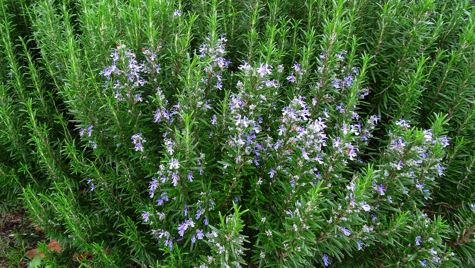 NixPages ROSEMARY IN FLOWER