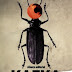 "La metamorfosis" de Franz Kafka