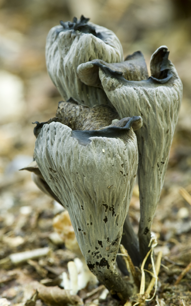 The 3 Foragers Foraging for Wild, Natural, Organic Food Mushrooms Identified Black Trumpets