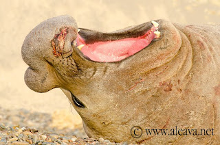 Marine Wildlife Paradise Peninsula Valdes elephant seals in Peninsula Valdes