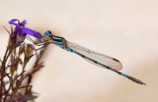 20120917 carr ao common blue damselfly 2012   Monthly Competition: Night Photography