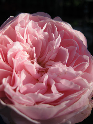 Wisley 2008 rose