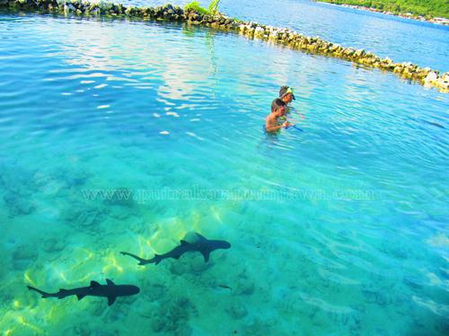 penangkaran hiu di menjangan besar penangkaran hiu di pulau menjangan besar karimunjawa