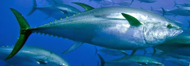 sabor de pesca mercÚrio no peixe riscos incertezas e benefÍcios