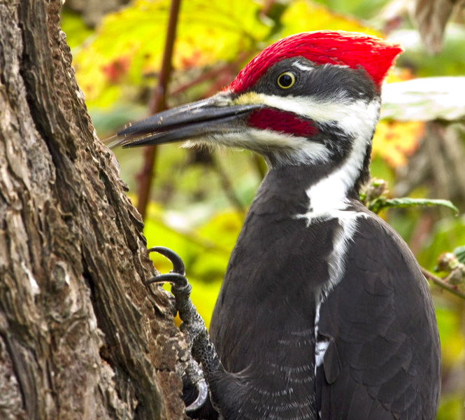 woodpeckers of florida woodpeckers of florida
