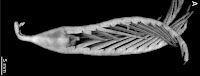 http://sciencythoughts.blogspot.co.uk/2012/09/a-new-species-of-crinoid-from-southern.html