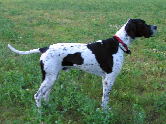 Breed Of Dogs German Pointer And French Bulldog Breed Of Dogs German Pointer And French Bulldog
