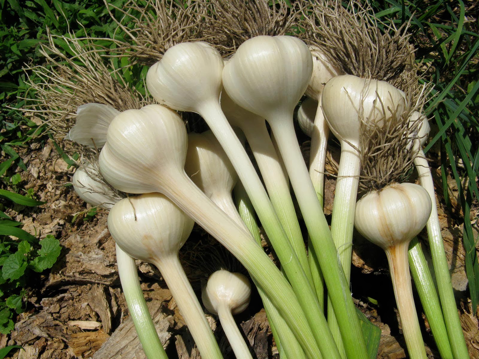 Herbs Guide Garlic (Allium sativum)