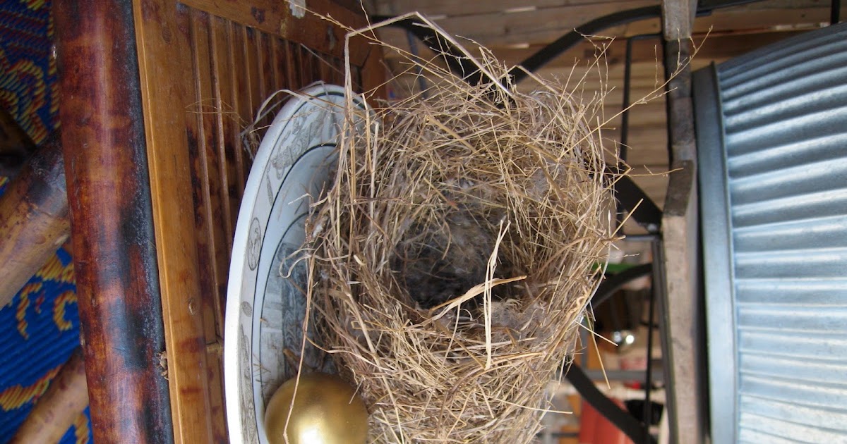 According to BRASWELL Feather My Nest