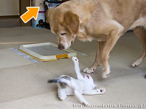仔猫とラブラドールの戦い