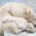 Polar Bear Cub Nestled With Mother Will Fill Your Heart With Warm, Fuzzy Feelings
