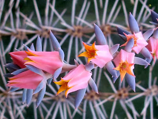 Echeveria desmetiana