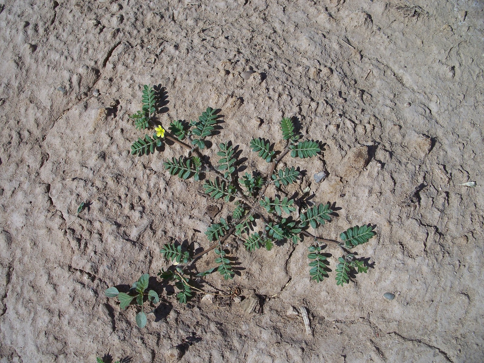 top 28 sticker weeds identification trees that please nursery weed identification sand bur top 28 sticker weeds identification trees that please nursery weed identification sand bur