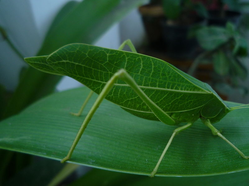 Leaf Bug | Evolution at its Finest | Pinterest
