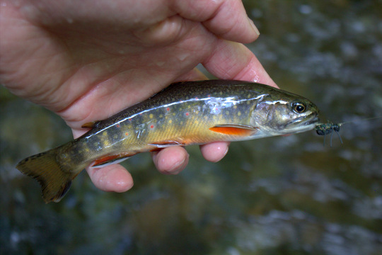 Brook trout liked beetles too in Cataloochee