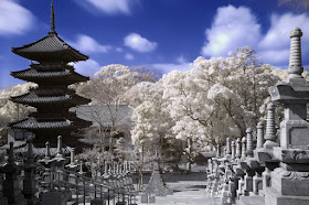 Pagoda y sakura