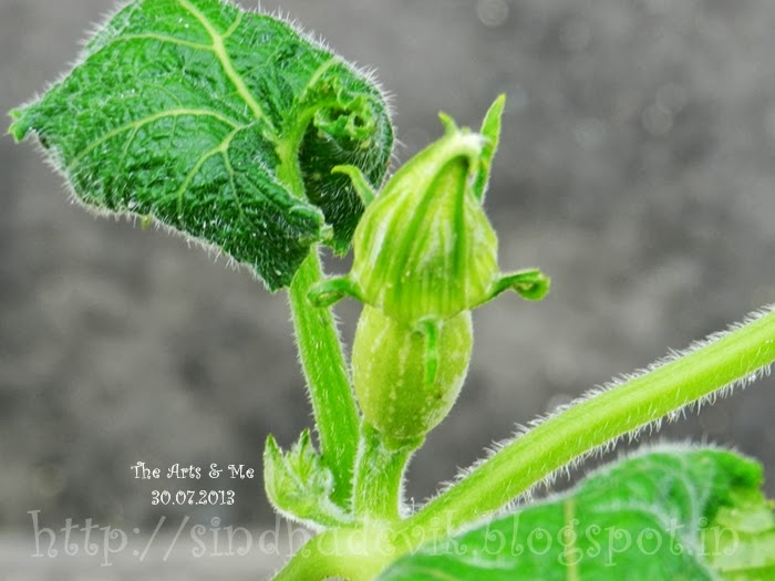 Finally, I witnessed a female pumpkin bud!