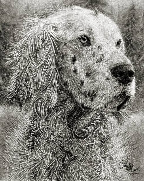 16-Charles-Black-Hyper-Realistic-Pencil-Drawings-of-Dogs-www-designstack-co