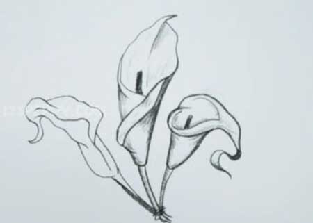 How to Draw a Calla Lily