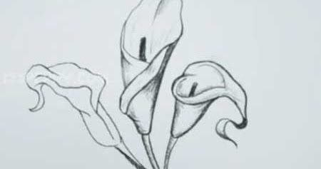 how to draw a calla lily video lessons of drawing painting