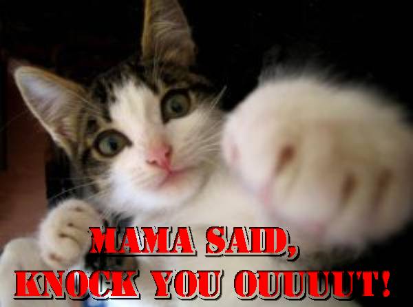 mama-said-knock-you-out-cat-cats-kitten-