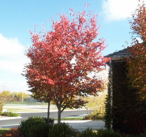 autumn brilliance serviceberry tree
