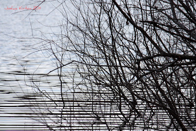 Branches at the shore of Lake Alice Gainesville Florida